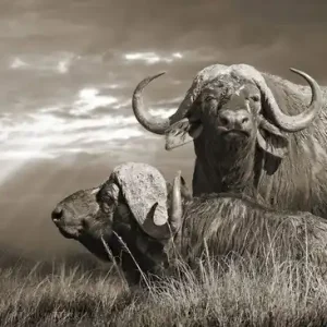 Expressversand Serengeti Buffaloes, Tanzania