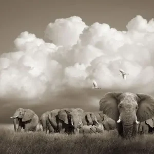 Serengeti Elephants, Tanzania Geprüft