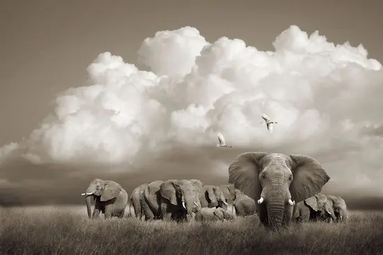 Serengeti Elephants, Tanzania Geprüft