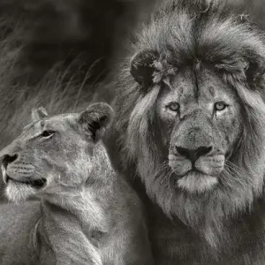Sichere Zahlung Serengeti Lion Couple