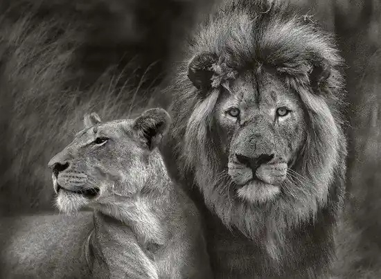 Sichere Zahlung Serengeti Lion Couple