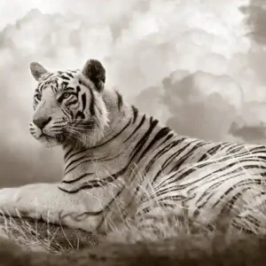 Ausverkauf Tiger Queen
