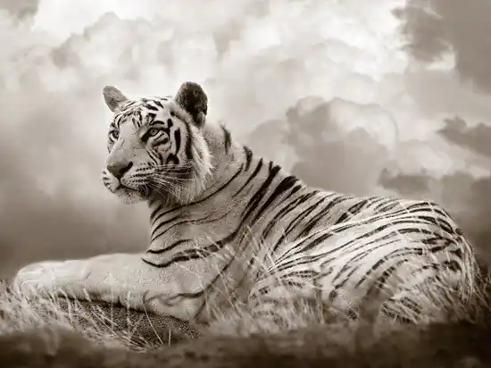 Ausverkauf Tiger Queen
