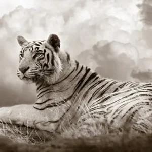 Tiger Queen Versand Am Gleichen Tag