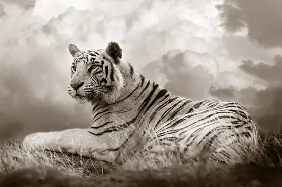 Tiger Queen Versand Am Gleichen Tag