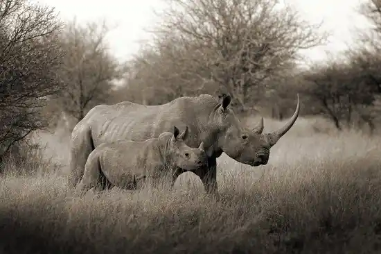 Billig White Rhino Mother with Baby