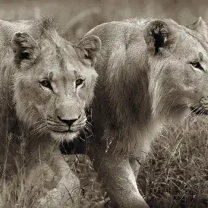 Young male lions Mega-Angebot