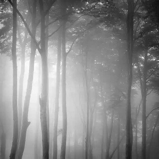 Beech Tree Forest, Pyrenees, Study 1 Kostenfreie Lieferung