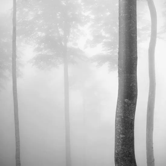 Beech Tree Forest, Pyrenees, Study 2 Preis Gesenkt