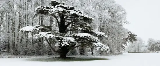 Snow Laden Tree in St Giles House Park Aktuell