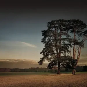 St Giles House Park Trees at Sunset Must-Have