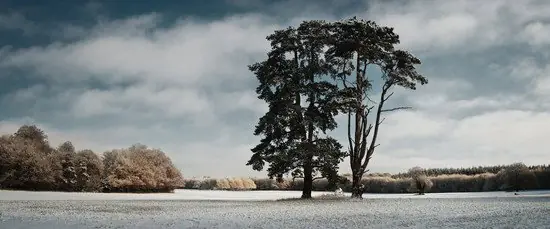 Trees, St Giles Park, Winter View Online Kaufen