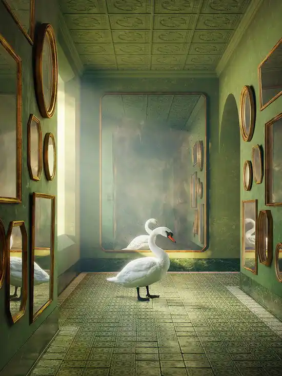 Swan Direkt Vom Hersteller