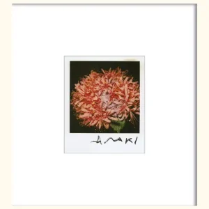 Flower Zertifiziert