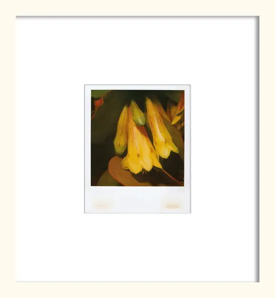 Flower Preisreduziert