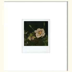 Flower Neu