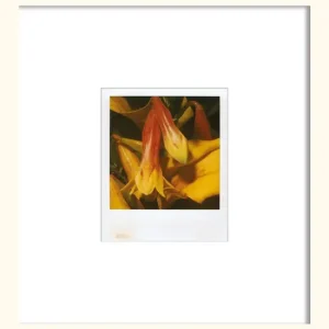 Kracherpreis Flower