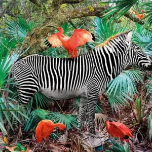 Knallerangebot Ibises & Zebra