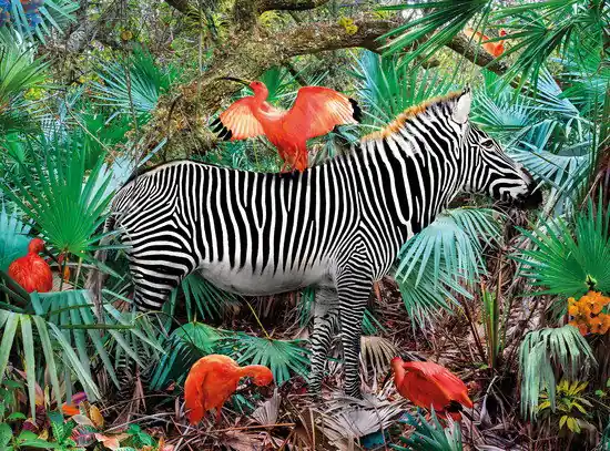 Knallerangebot Ibises & Zebra