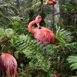 Preiswert Two Lost Flamingos and a Spoonbill