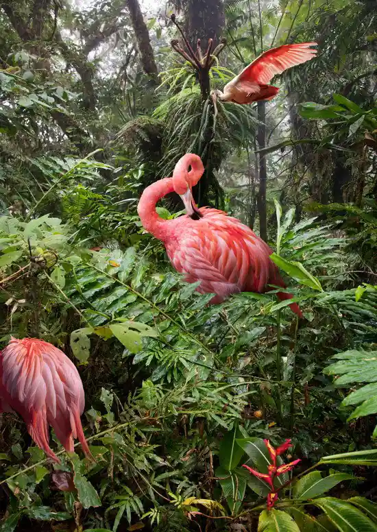 Preiswert Two Lost Flamingos and a Spoonbill