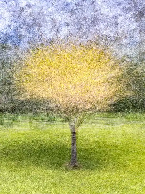 Golden Gate Park, Nine Heißes Angebot