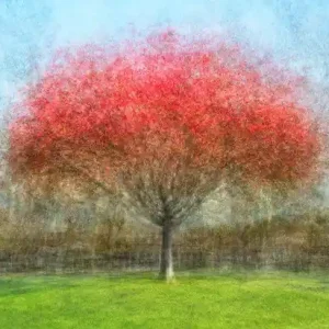 San Tomas Park, One Neue Kollektion