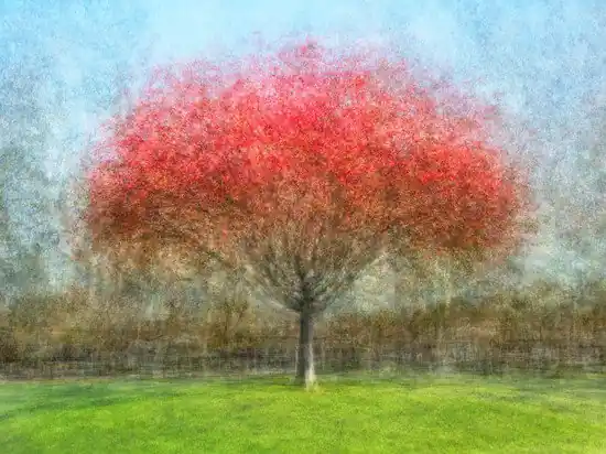 San Tomas Park, One Neue Kollektion