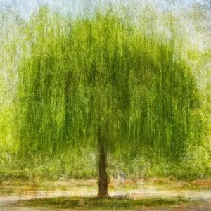 Zertifiziert Willow