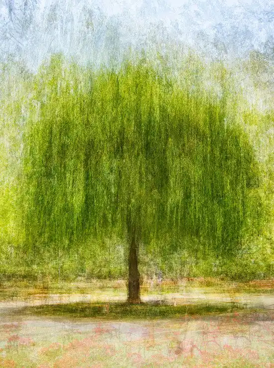 Zertifiziert Willow