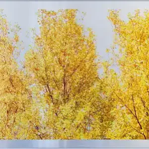 Wochenendangebot Silver Poplars