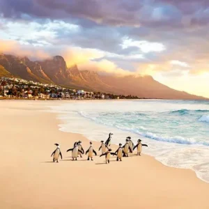 Top-Angebot Cape Town Penguins