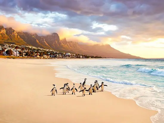 Top-Angebot Cape Town Penguins