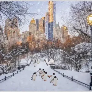 Begrenztes Angebot Central Park Penguins