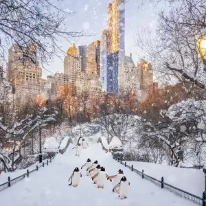 Schnäppchen Central Park Penguins