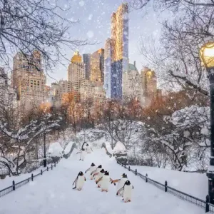 Central Park Penguins Markenprodukt