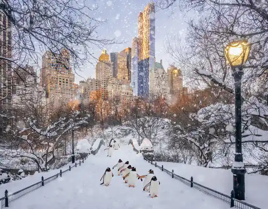 Central Park Penguins Markenprodukt