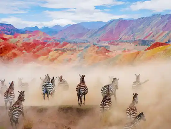 Colorful Zebras Abverkauf