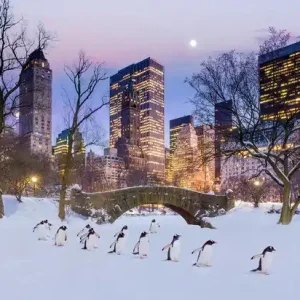 Manhattan Penguins Sonderangebot