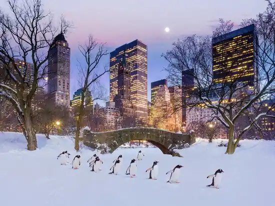 Manhattan Penguins Sonderangebot