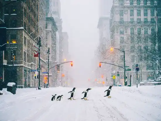 Jetzt Kaufen NYC Penguins - Part II