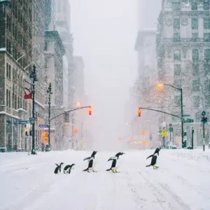 Sonderangebot NYC Penguins - Part II