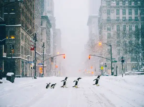 Sonderangebot NYC Penguins - Part II