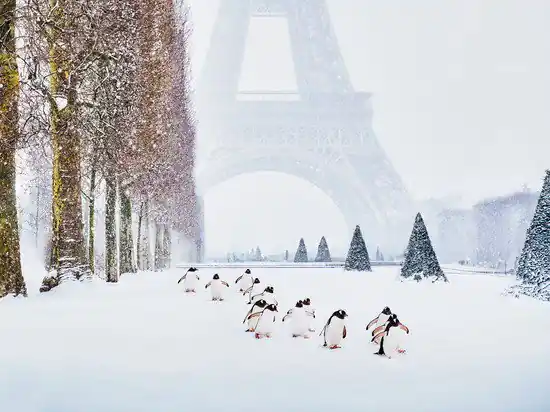 Kostenloser Rückversand Eiffel Tower Penguins