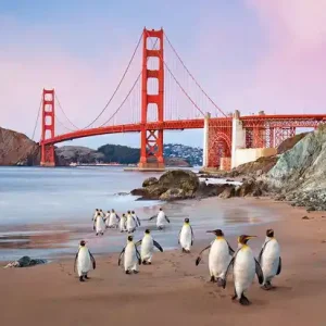 San Francisco Emperor Penguins Garantierte Lieferung