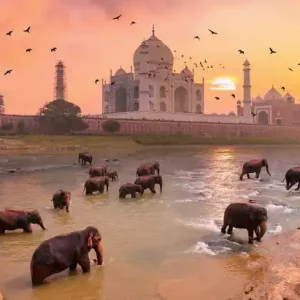 Markenprodukt Taj Mahal Elephants