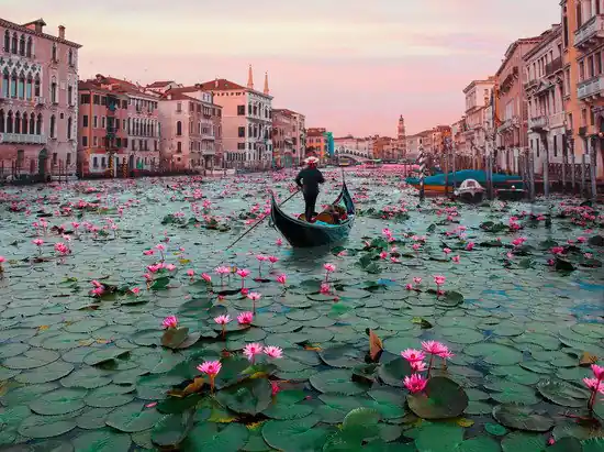 Venice Lotus Flowers Wochenendangebot