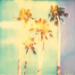 Palm Springs Palm Trees Must-Have