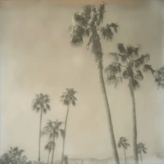 Palm Springs Palm Trees I Top-Angebot