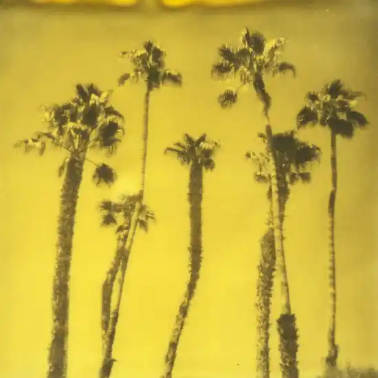 Palm Springs Palm Trees VIII Zertifiziert